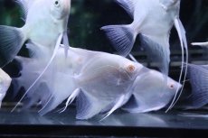 画像1: 【淡水魚】【通販】特価 MLサイズ アルビノ プラチナエンゼルフィッシュ【1匹 サンプル画像】(±6-7cm)(生体)(熱帯魚)NK (1)