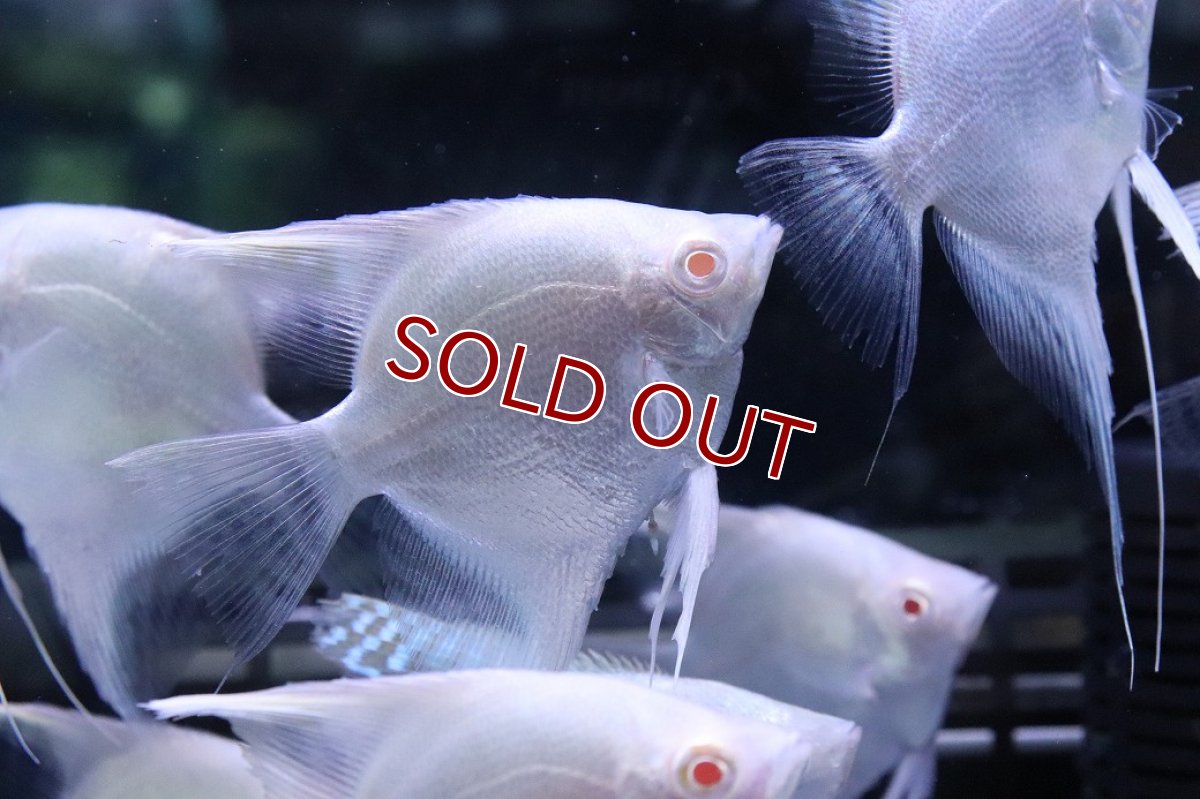 画像2: 【淡水魚】【通販】特価 MLサイズ アルビノ プラチナエンゼルフィッシュ【1匹 サンプル画像】(±6-7cm)(生体)(熱帯魚)NK (2)