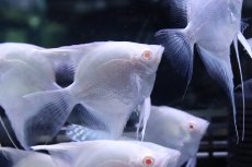 画像2: 【淡水魚】【通販】特価 MLサイズ アルビノ プラチナエンゼルフィッシュ【1匹 サンプル画像】(±6-7cm)(生体)(熱帯魚)NK (2)