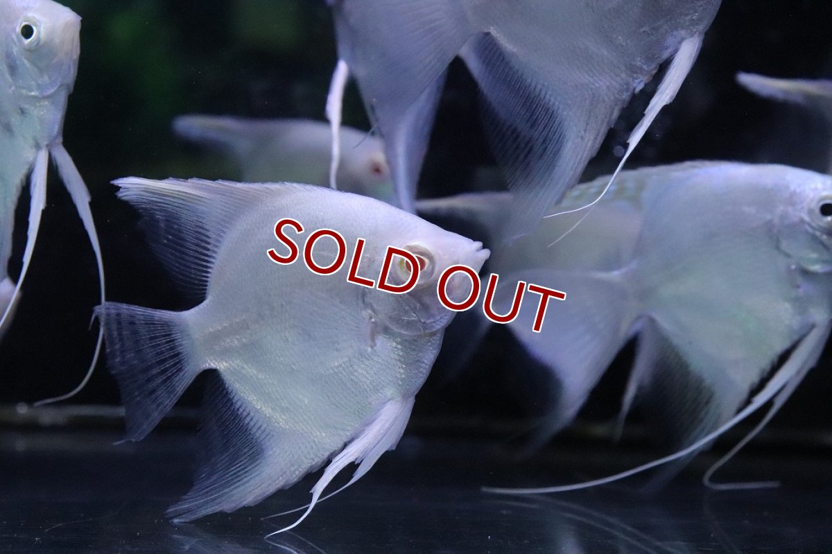 画像3: 【淡水魚】【通販】特価 MLサイズ アルビノ プラチナエンゼルフィッシュ【1匹 サンプル画像】(±6-7cm)(生体)(熱帯魚)NK (3)