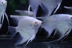 画像3: 【淡水魚】【通販】特価 MLサイズ アルビノ プラチナエンゼルフィッシュ【1匹 サンプル画像】(±6-7cm)(生体)(熱帯魚)NK (3)