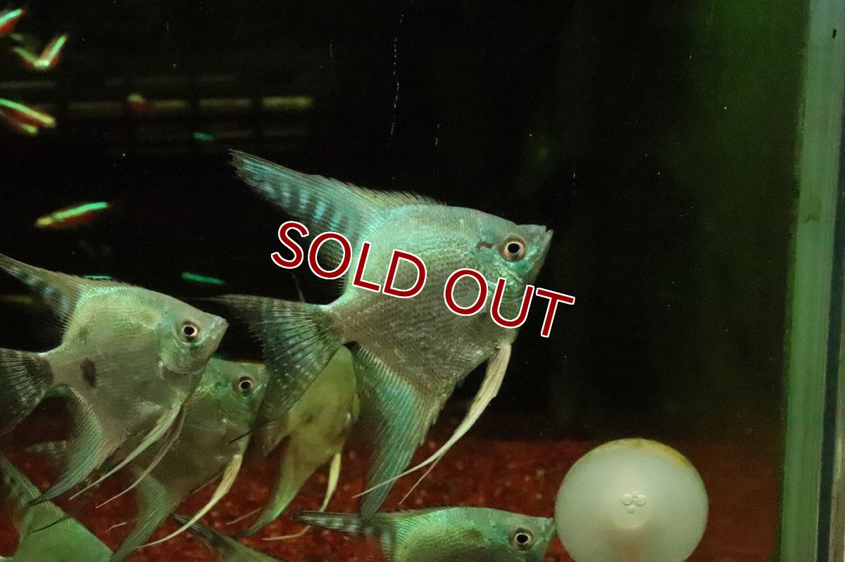 画像1: 【淡水魚】【通販】グリーンサファイヤーエンゼルフィッシュ【１匹 サンプル画像】(エンゼル)(生体)(熱帯魚)NK (1)