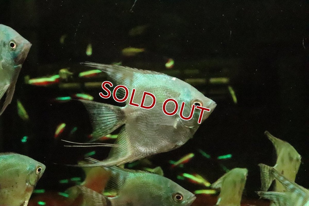 画像2: 【淡水魚】【通販】グリーンサファイヤーエンゼルフィッシュ【１匹 サンプル画像】(エンゼル)(生体)(熱帯魚)NK (2)