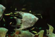 画像2: 【淡水魚】【通販】グリーンサファイヤーエンゼルフィッシュ【１匹 サンプル画像】(エンゼル)(生体)(熱帯魚)NK (2)
