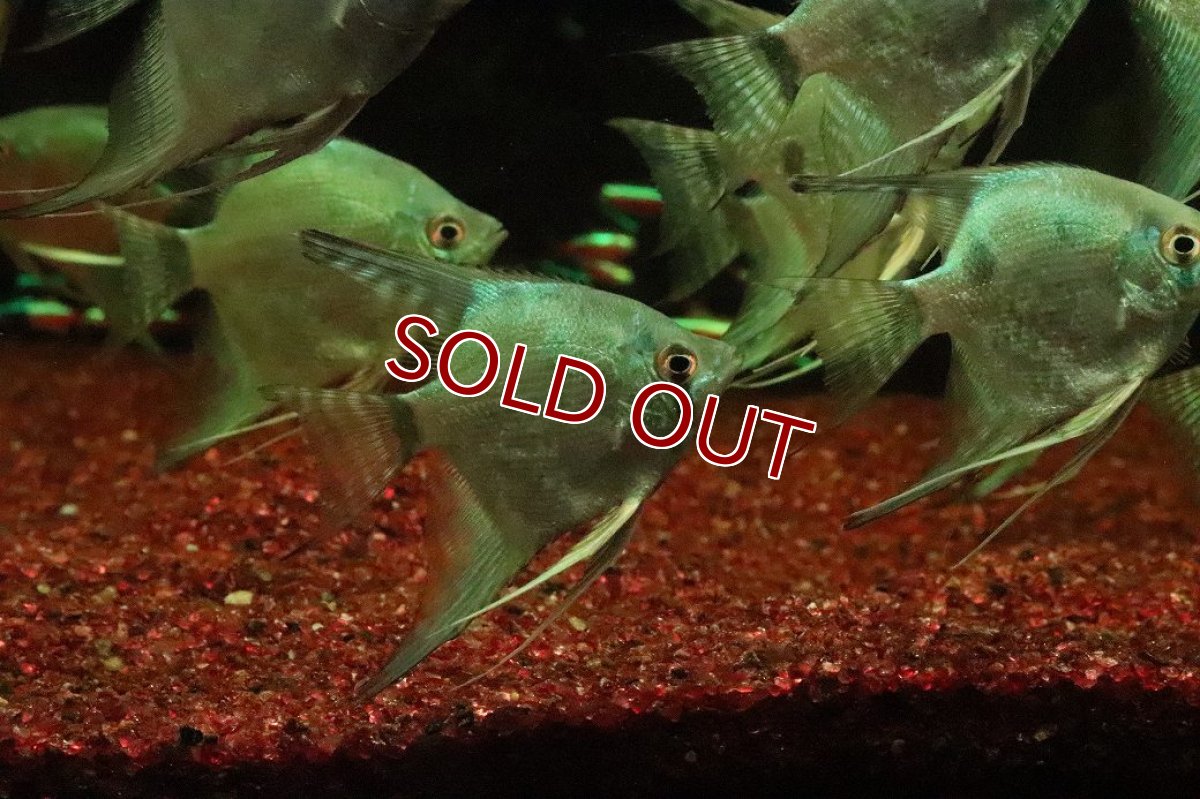 画像3: 【淡水魚】【通販】グリーンサファイヤーエンゼルフィッシュ【１匹 サンプル画像】(エンゼル)(生体)(熱帯魚)NK (3)