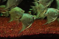 画像3: 【淡水魚】【通販】グリーンサファイヤーエンゼルフィッシュ【１匹 サンプル画像】(エンゼル)(生体)(熱帯魚)NK (3)