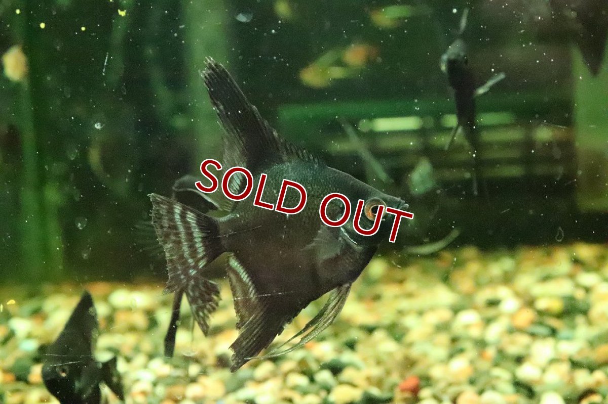 画像1: 【淡水魚】【通販】ブルーサファイヤーエンゼルフィッシュ【１匹 サンプル画像】(エンゼル)(生体)(熱帯魚)NK (1)