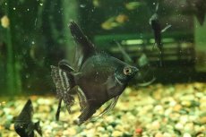 画像1: 【淡水魚】【通販】ブルーサファイヤーエンゼルフィッシュ【１匹 サンプル画像】(エンゼル)(生体)(熱帯魚)NK (1)