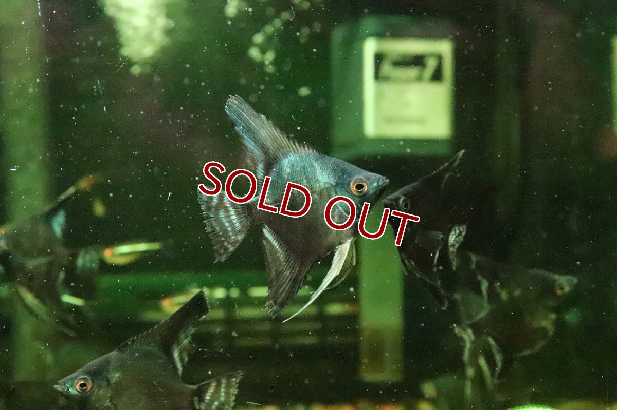 画像2: 【淡水魚】【通販】ブルーサファイヤーエンゼルフィッシュ【１匹 サンプル画像】(エンゼル)(生体)(熱帯魚)NK (2)