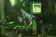 画像2: 【淡水魚】【通販】ブルーサファイヤーエンゼルフィッシュ【１匹 サンプル画像】(エンゼル)(生体)(熱帯魚)NK (2)