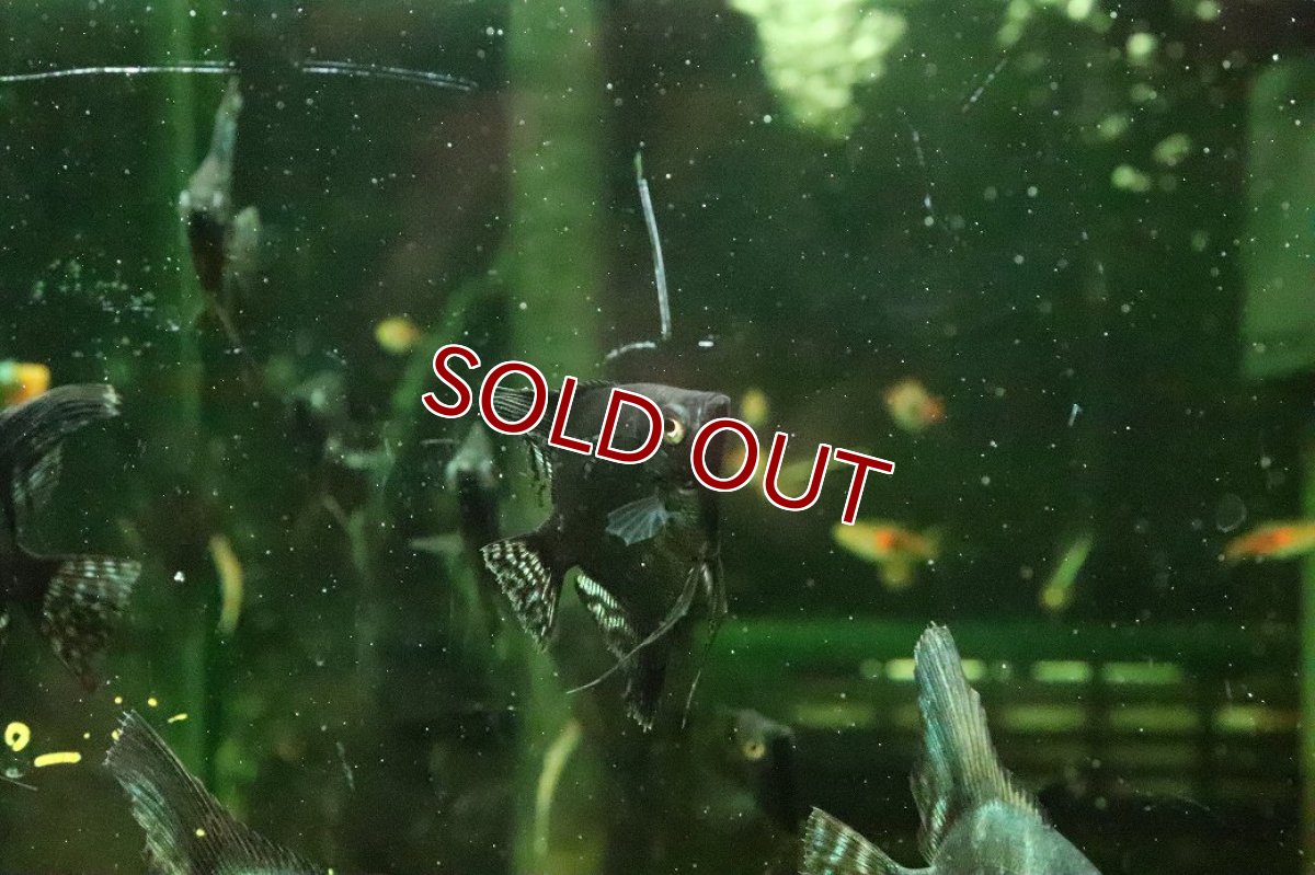 画像3: 【淡水魚】【通販】ブルーサファイヤーエンゼルフィッシュ【１匹 サンプル画像】(エンゼル)(生体)(熱帯魚)NK (3)