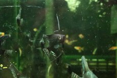 画像3: 【淡水魚】【通販】ブルーサファイヤーエンゼルフィッシュ【１匹 サンプル画像】(エンゼル)(生体)(熱帯魚)NK (3)