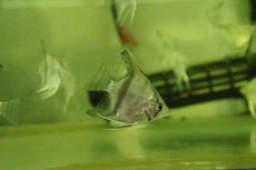 画像1: 【淡水魚】【通販】大特価 スカラレエンゼルフィッシュ【１匹 サンプル画像】(エンゼル)(生体)(熱帯魚)NK (1)