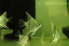 画像2: 【淡水魚】【通販】大特価 スカラレエンゼルフィッシュ【１匹 サンプル画像】(エンゼル)(生体)(熱帯魚)NK (2)
