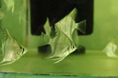 画像3: 【淡水魚】【通販】大特価 スカラレエンゼルフィッシュ【１匹 サンプル画像】(エンゼル)(生体)(熱帯魚)NK (3)