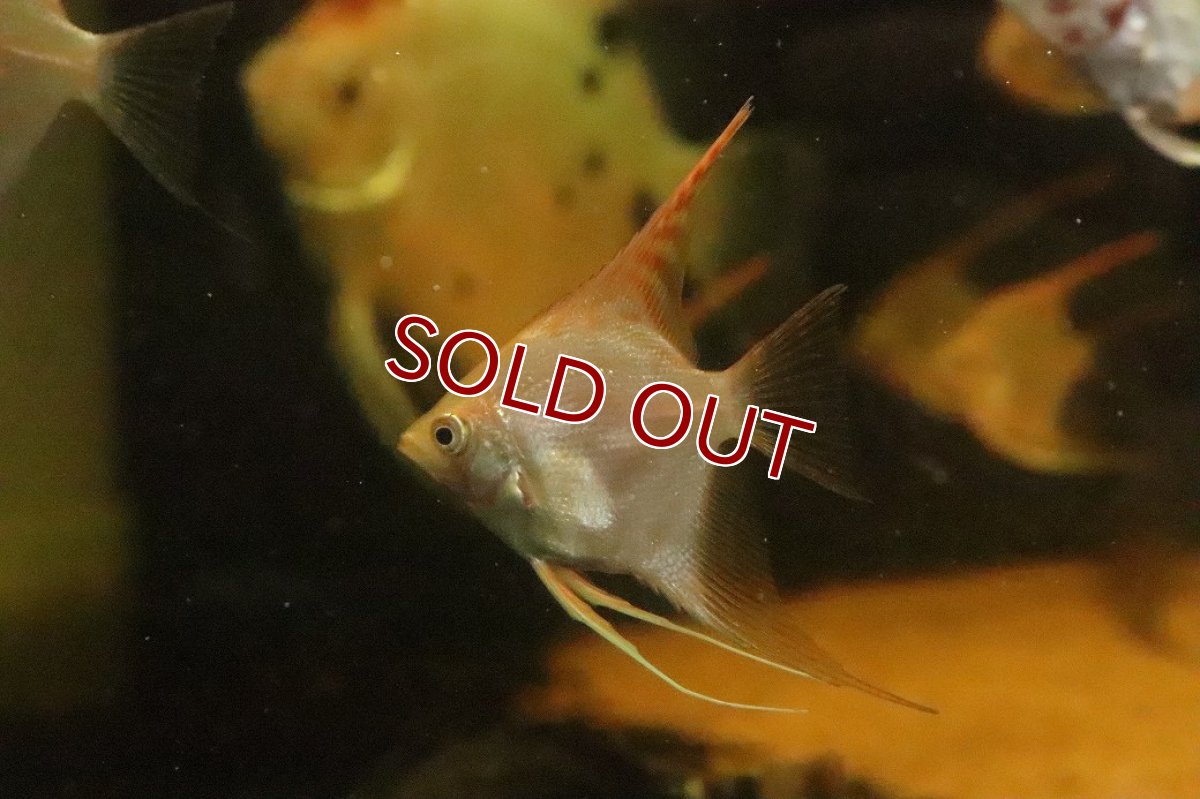 画像1: 【淡水魚】【通販】レッドヘッドエンゼルフィッシュ【１匹 サンプル画像】(エンゼル)(生体)(熱帯魚)NK (1)