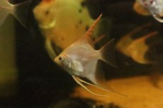 画像1: 【淡水魚】【通販】レッドヘッドエンゼルフィッシュ【１匹 サンプル画像】(エンゼル)(生体)(熱帯魚)NK (1)