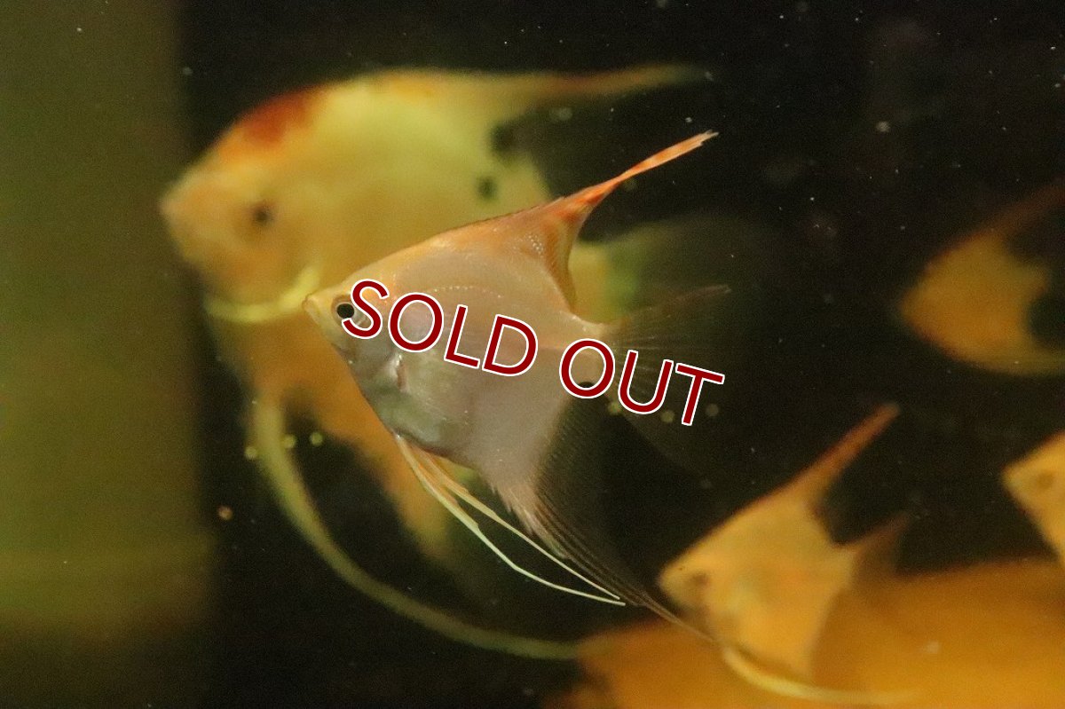 画像2: 【淡水魚】【通販】レッドヘッドエンゼルフィッシュ【１匹 サンプル画像】(エンゼル)(生体)(熱帯魚)NK (2)