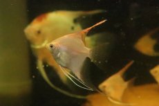 画像2: 【淡水魚】【通販】レッドヘッドエンゼルフィッシュ【１匹 サンプル画像】(エンゼル)(生体)(熱帯魚)NK (2)