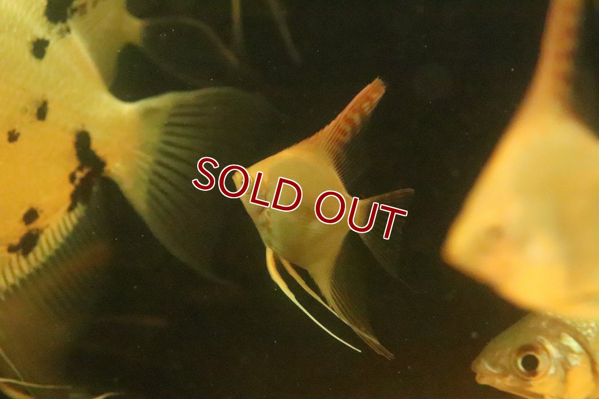 画像3: 【淡水魚】【通販】レッドヘッドエンゼルフィッシュ【１匹 サンプル画像】(エンゼル)(生体)(熱帯魚)NK (3)