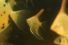 画像3: 【淡水魚】【通販】レッドヘッドエンゼルフィッシュ【１匹 サンプル画像】(エンゼル)(生体)(熱帯魚)NK (3)