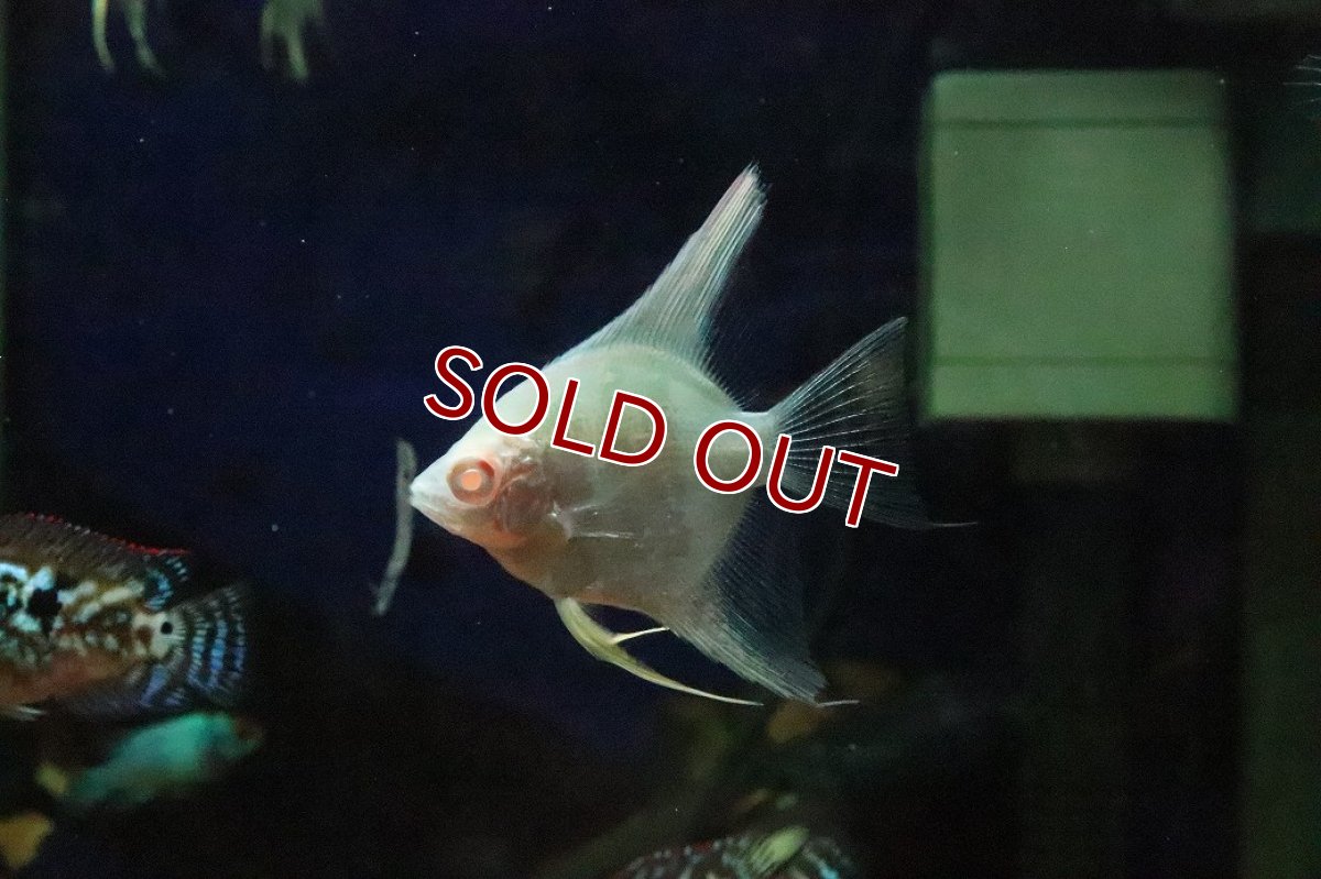 画像1: 【淡水魚】【通販】アルビノペルーアルタムエンゼルフィッシュ【１匹 サンプル画像】(エンゼル)(生体)(熱帯魚)NK (1)