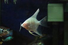 画像1: 【淡水魚】【通販】アルビノペルーアルタムエンゼルフィッシュ【１匹 サンプル画像】(エンゼル)(生体)(熱帯魚)NK (1)