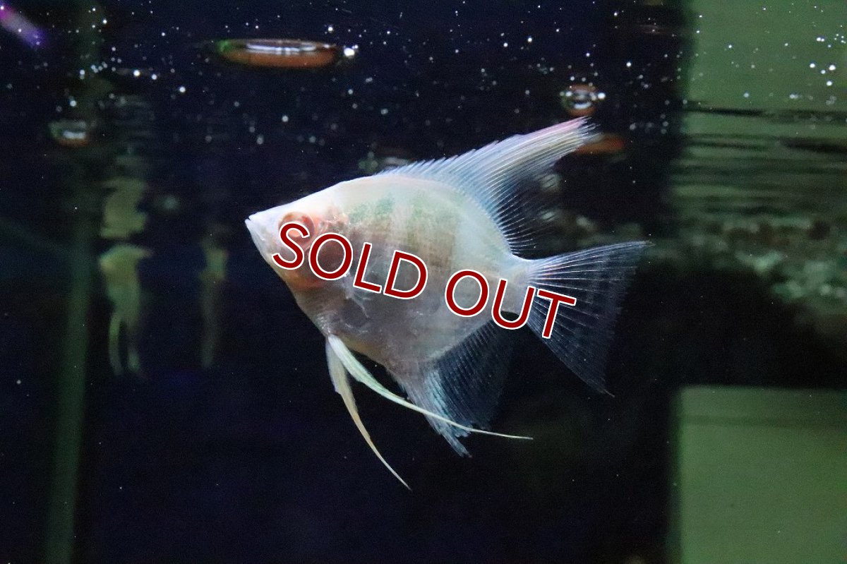 画像2: 【淡水魚】【通販】アルビノペルーアルタムエンゼルフィッシュ【１匹 サンプル画像】(エンゼル)(生体)(熱帯魚)NK (2)