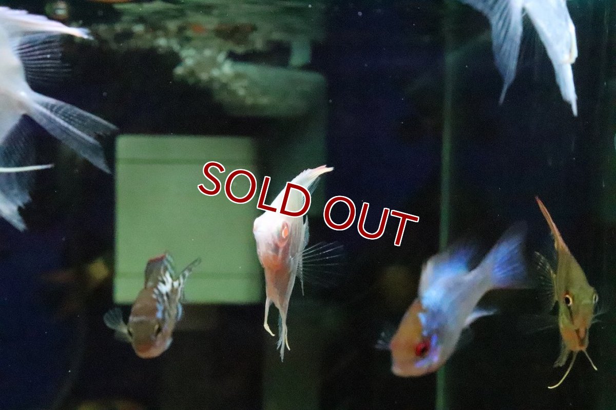 画像3: 【淡水魚】【通販】アルビノペルーアルタムエンゼルフィッシュ【１匹 サンプル画像】(エンゼル)(生体)(熱帯魚)NK (3)