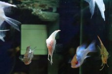画像3: 【淡水魚】【通販】アルビノペルーアルタムエンゼルフィッシュ【１匹 サンプル画像】(エンゼル)(生体)(熱帯魚)NK (3)