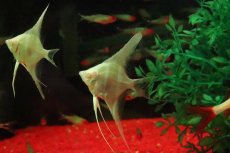 画像1: 【淡水魚】【通販】アルビノダンタムエンゼルフィッシュ【１匹 サンプル画像】(エンゼル)(生体)(熱帯魚)NK (1)
