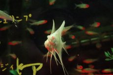 画像2: 【淡水魚】【通販】アルビノダンタムエンゼルフィッシュ【１匹 サンプル画像】(エンゼル)(生体)(熱帯魚)NK (2)