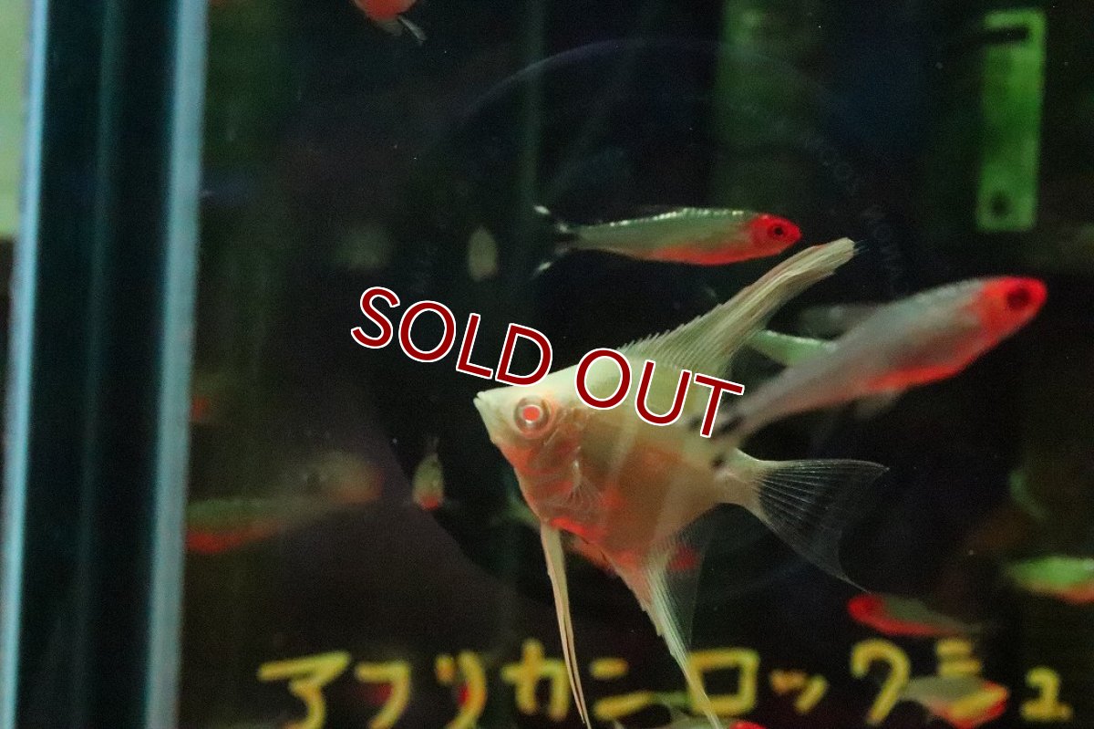 画像3: 【淡水魚】【通販】アルビノダンタムエンゼルフィッシュ【１匹 サンプル画像】(エンゼル)(生体)(熱帯魚)NK (3)