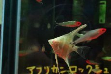 画像3: 【淡水魚】【通販】アルビノダンタムエンゼルフィッシュ【１匹 サンプル画像】(エンゼル)(生体)(熱帯魚)NK (3)