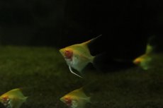 画像1: 【淡水魚】【通販】日本初入荷？ 超激レア アルビノレッドデビルエンゼルフィッシュ【１匹 サンプル画像】（エンゼル）(生体)(熱帯魚)NK (1)