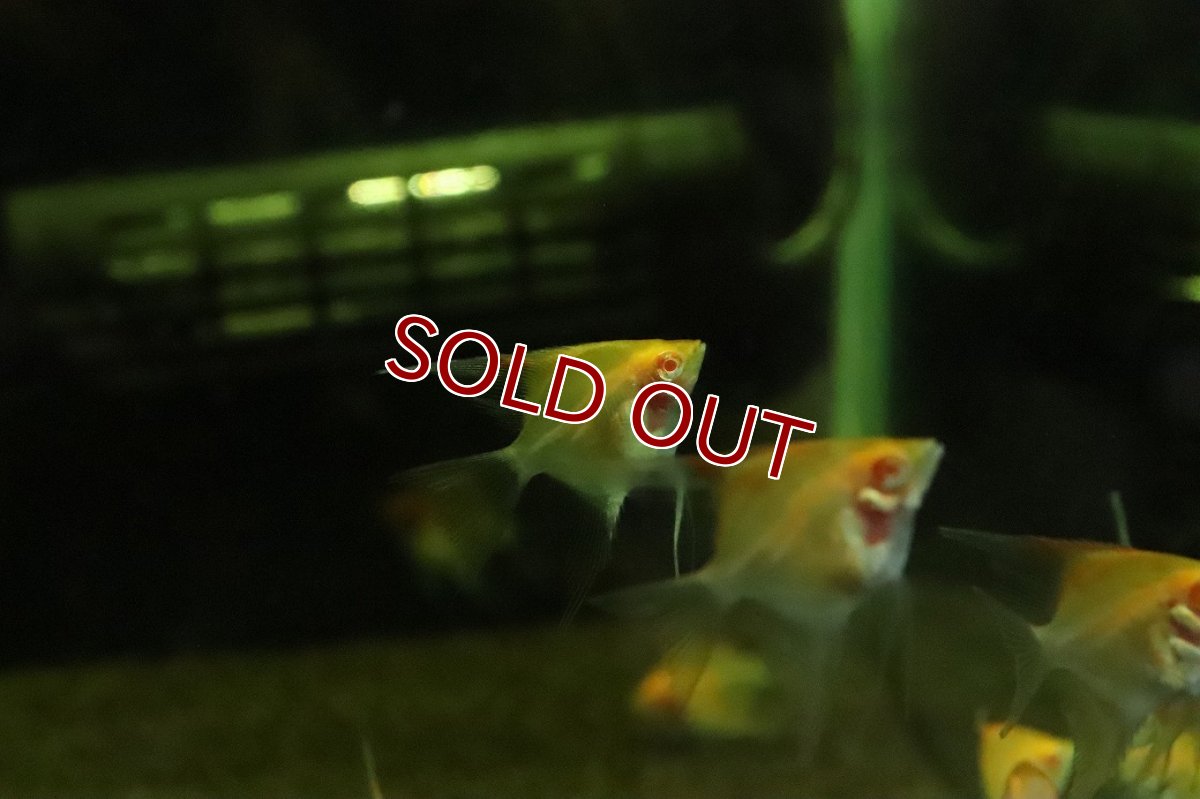 画像2: 【淡水魚】【通販】超激レア アルビノレッドデビルエンゼルフィッシュ【１匹 サンプル画像】（エンゼル）(生体)(熱帯魚)NK (2)