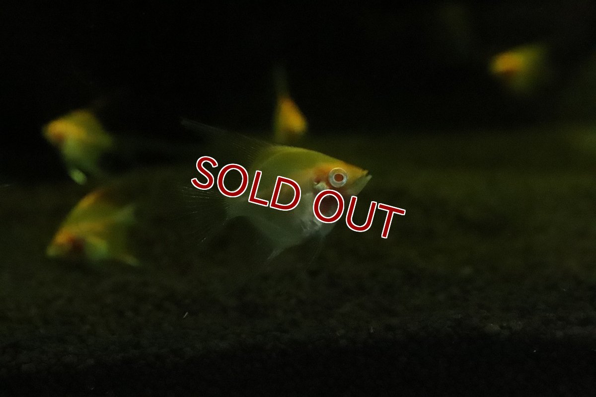 画像3: 【淡水魚】【通販】超激レア アルビノレッドデビルエンゼルフィッシュ【１匹 サンプル画像】（エンゼル）(生体)(熱帯魚)NK (3)