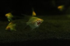 画像1: 【淡水魚】【通販】日本初入荷？ 超激レア アルビノレッドデビルエンゼルフィッシュ【2匹 サンプル画像】（エンゼル）(生体)(熱帯魚)NK (1)