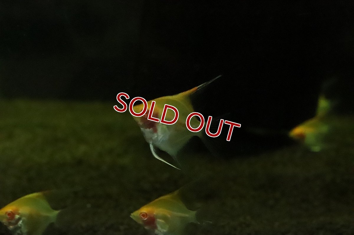 画像2: 【淡水魚】【通販】超激レア アルビノレッドデビルエンゼルフィッシュ【3匹 サンプル画像】（エンゼル）(生体)(熱帯魚)NK (2)