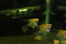 画像3: 【淡水魚】【通販】日本初入荷？ 超激レア アルビノレッドデビルエンゼルフィッシュ【2匹 サンプル画像】（エンゼル）(生体)(熱帯魚)NK (3)