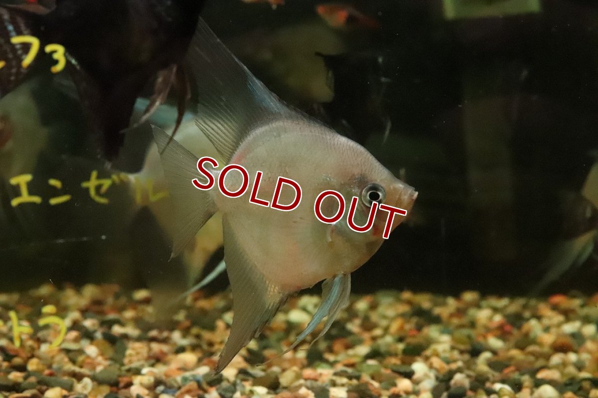 画像1: 【ウィンターセール 10％OFF対象商品】【淡水魚】【通販】謎エンゼル レジェンドパライバエンゼルフィッシュ【１匹 サンプル画像】（エンゼル）(生体)(熱帯魚)NK (1)