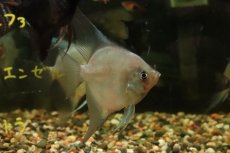 画像1: 【淡水魚】【通販】謎エンゼル レジェンドパライバエンゼルフィッシュ【１匹 サンプル画像】（エンゼル）(生体)(熱帯魚)NK (1)