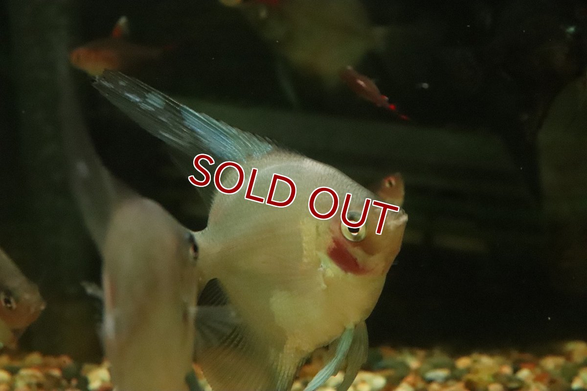 画像2: 【ウィンターセール 10％OFF対象商品】【淡水魚】【通販】謎エンゼル レジェンドパライバエンゼルフィッシュ【１匹 サンプル画像】（エンゼル）(生体)(熱帯魚)NK (2)