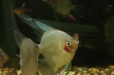 画像2: 【淡水魚】【通販】謎エンゼル レジェンドパライバエンゼルフィッシュ【１匹 サンプル画像】（エンゼル）(生体)(熱帯魚)NK (2)