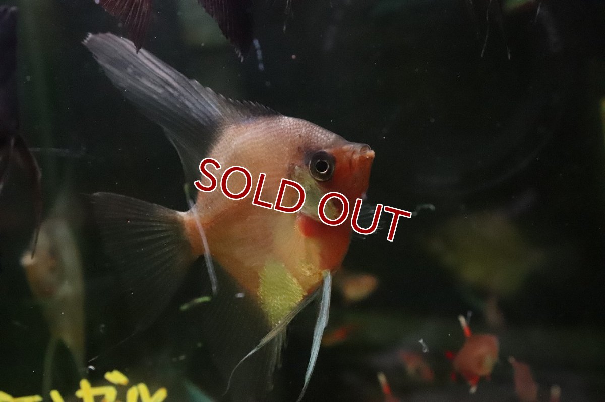 画像3: 【ウィンターセール 10％OFF対象商品】【淡水魚】【通販】謎エンゼル レジェンドパライバエンゼルフィッシュ【１匹 サンプル画像】（エンゼル）(生体)(熱帯魚)NK (3)