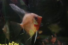 画像3: 【淡水魚】【通販】謎エンゼル レジェンドパライバエンゼルフィッシュ【１匹 サンプル画像】（エンゼル）(生体)(熱帯魚)NK (3)
