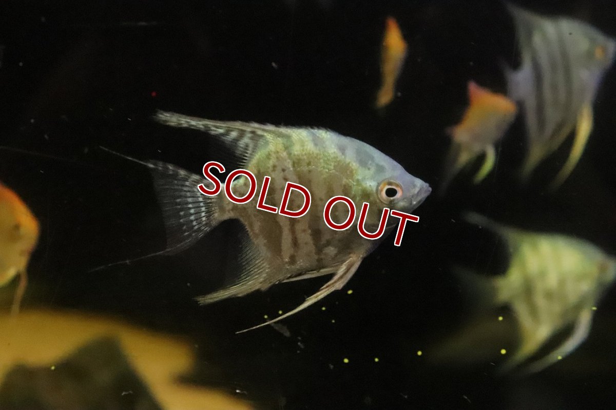 画像1: 【淡水魚】【通販】ブルースネークスキンエンゼルフィッシュ【１匹 サンプル画像】(エンゼル)(生体)(熱帯魚)NK (1)