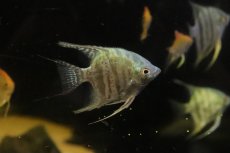 画像1: 【淡水魚】【通販】ブルースネークスキンエンゼルフィッシュ【１匹 サンプル画像】 (1)