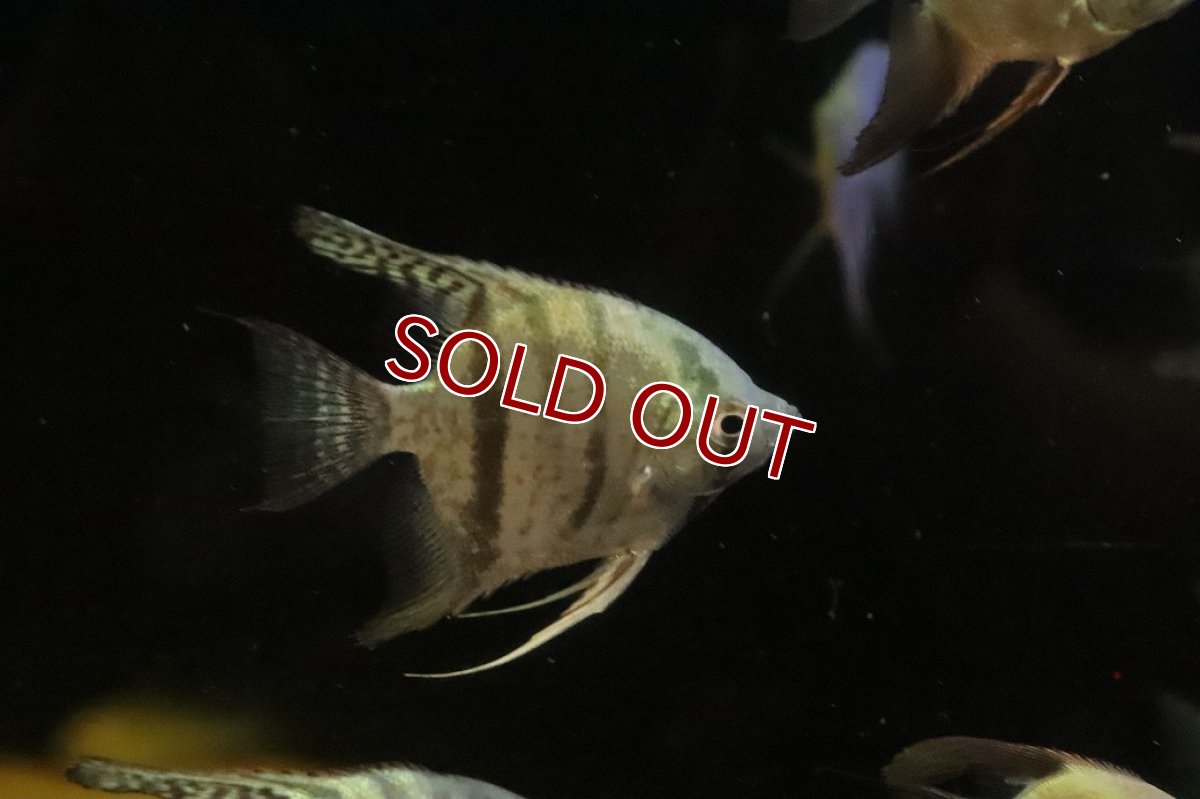 画像2: 【淡水魚】【通販】ブルースネークスキンエンゼルフィッシュ【１匹 サンプル画像】(エンゼル)(生体)(熱帯魚)NK (2)