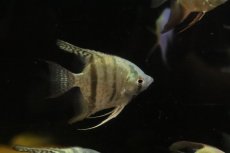 画像2: 【淡水魚】【通販】ブルースネークスキンエンゼルフィッシュ【１匹 サンプル画像】 (2)
